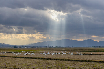 庄内平野の白鳥と光芒
