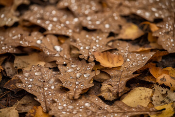 Natural autumn background of yellow oak leaves in dew drops. selective focus.