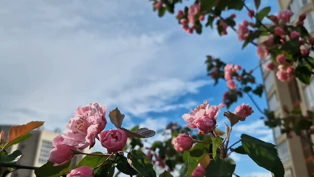 Blooming tree with pink flowers against blue sky. Spring Flowering tree