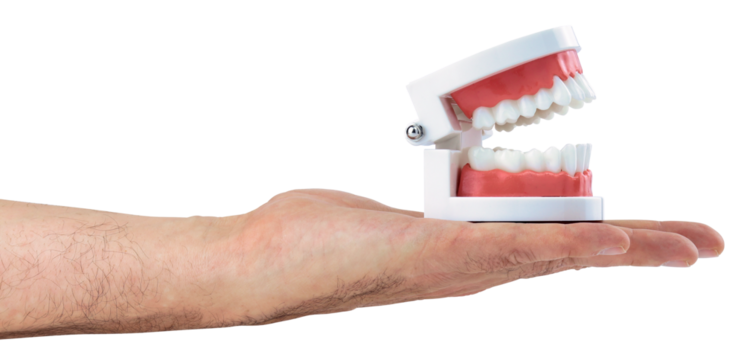 Gebiss Modell auf einer ausgestreckten Hand (Zahnarzt)