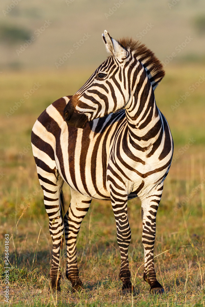 Wall mural Zebra standing and watching the savannah