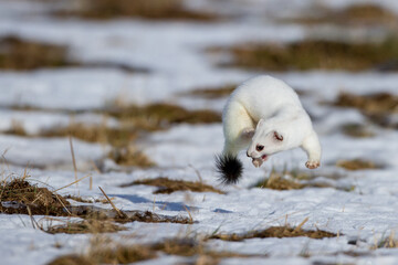 Hermelin (Mustela erminea) im Winterfell