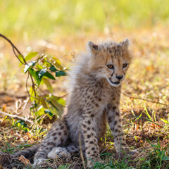 Portrait of a Cheetah cub sitting and resting in the shade