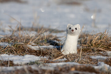 Hermelin (Mustela erminea) im Winterfell