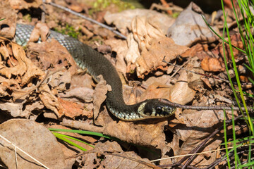 Grass snake creep in old leaves in the sun