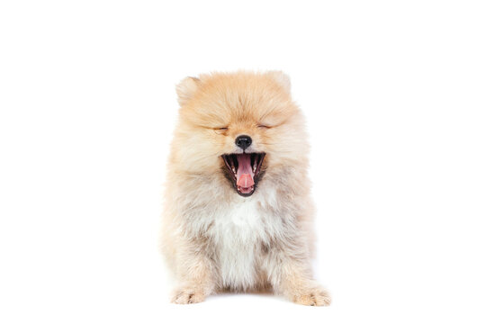 Cute pomeranian puppy yawns on a isolate background.