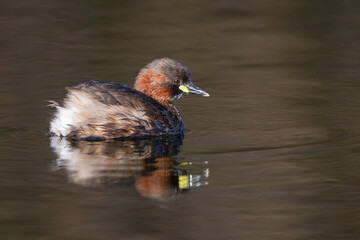 Zwergtaucher (Tachybaptus ruficollis)
