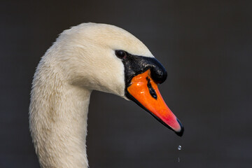 Höckerschwan (Cygnus olor)