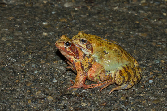 Grasfr&ouml;sche (Rana temporaria)
