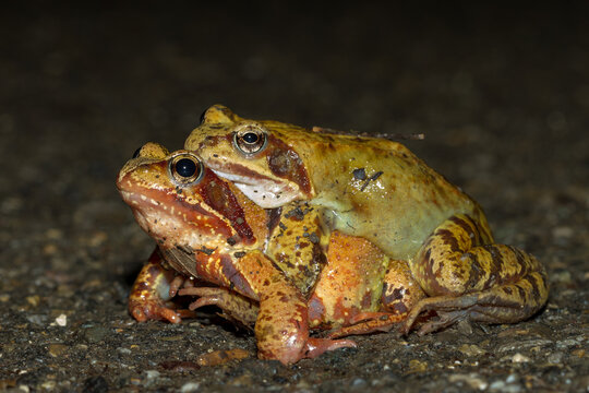 Grasfr&ouml;sche (Rana temporaria)