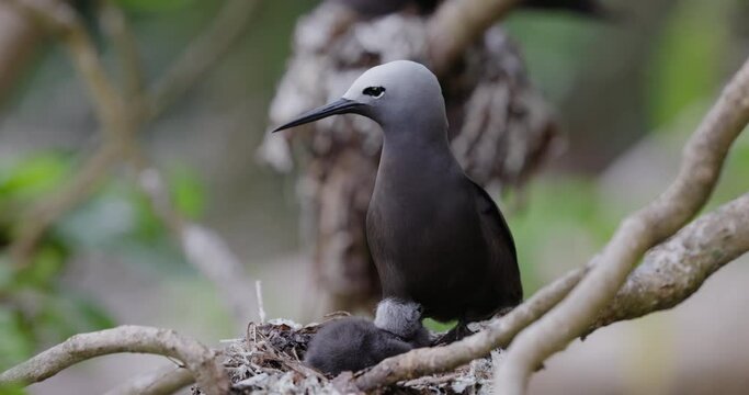 Close-up Brown Noddy female with a cute young chick sitting on a nest