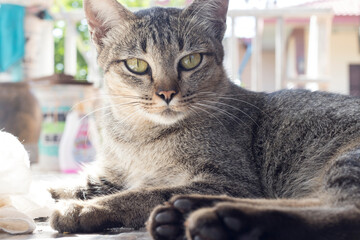 Portrait of a tabby cat of a cute lying on the patio.