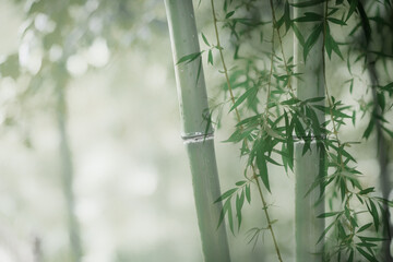 beautifull bamboo forest background