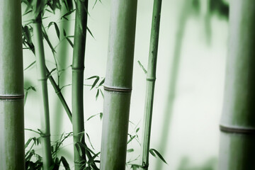 beautifull bamboo forest background