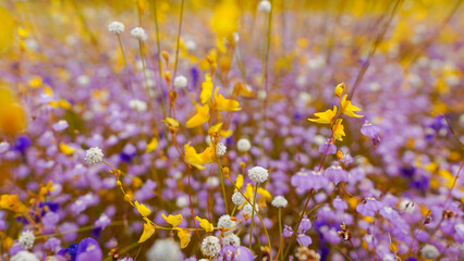 Field of colorful flowers that are beautiful in sunshine day, select focus.