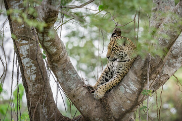 Jaguar relaxing in a tall tree in the Pantanal