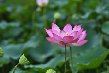 Obraz premium lotus flower blossom