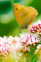 Butterfly Montenegro