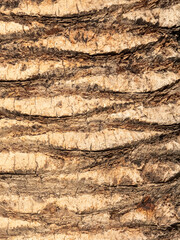 The surface of the date palm trunk in the rays of the morning sun