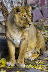 Obraz na płótnie Canvas The lioness sits and looks forward