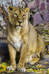 Fototapeta na wymiar The lioness sits and looks forward