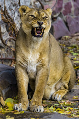The lioness sits and looks forward