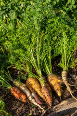 Récolte au potager familial - gros plan sur des carottes multicolore venant d'être arrachée de...