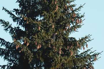 a capercaillie male, tetrao urogallus, on a spruce tree is pecking green needles ata sunny autumn...