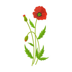 Red poppy, Wild flower vector illustration. Meadow or field flowers, yellow buttercup and dandelion, bells, poppies isolated