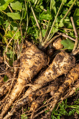 Récolte au potager familial - gros plan sur des panais venant d'être arrachés de terre