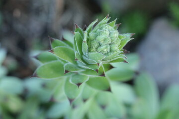 rojnik murowy sempervivum