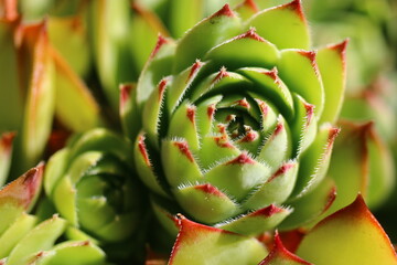 rojnik murowy sempervivum