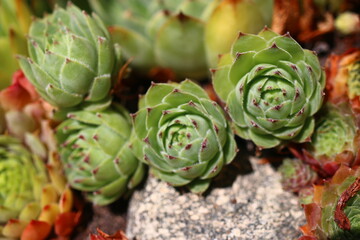 Obraz premium rojnik murowy sempervivum tectorum