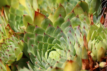 Fototapeta premium rojnik murowy sempervivum tectorum