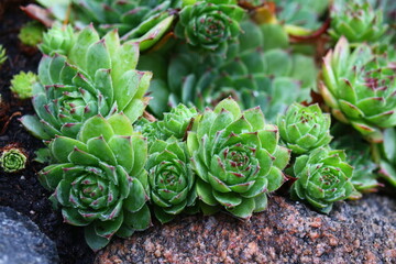 rojnik murowy sempervivum tectorum © Perovskia