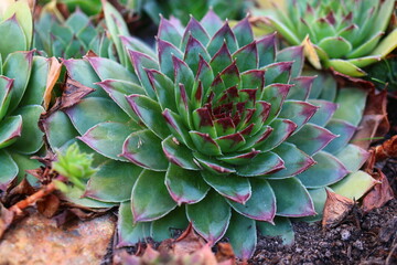 rojnik murowy sempervivum tectorum