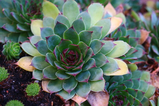 rojnik murowy sempervivum tectorum