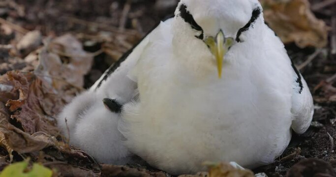 Close-up front  view of an adorably cute white fluffy White-tailed tropicbird chick snuggled next to it's mother wing in nest