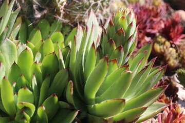 rojnik murowy sempervivum tectorum