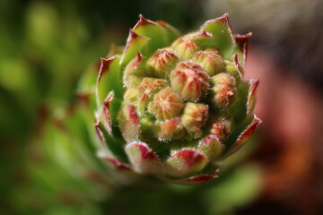 rojnik Sempervivum tectorum rojnik murowy