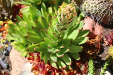 rojnik Sempervivum tectorum rojnik murowy