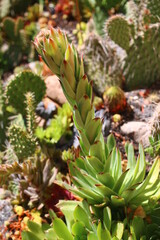 Fototapeta premium rojnik murowy sempervivum tectorum