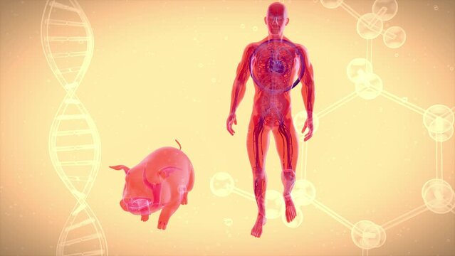 Abstract 3D animation of a pig heart transplantation.