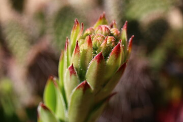 rojnik Sempervivum tectorum rojnik murowy