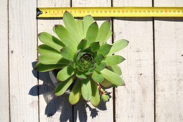 rojnik Sempervivum tectorum rojnik murowy