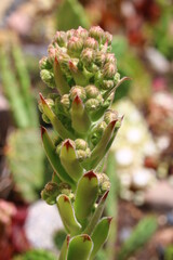 rojnik Sempervivum tectorum rojnik murowy