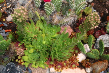 rojnik murowy sempervivum tectorum