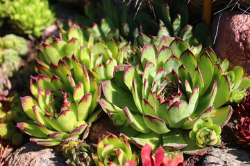 rojnik Sempervivum tectorum rojnik murowy