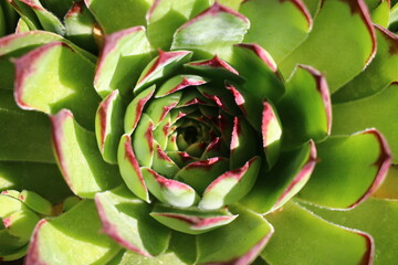 rojnik Sempervivum tectorum rojnik murowy