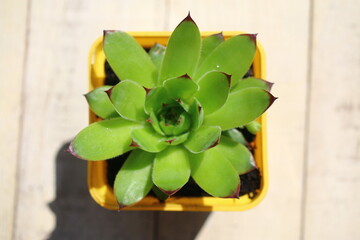 rojnik Sempervivum tectorum rojnik murowy
